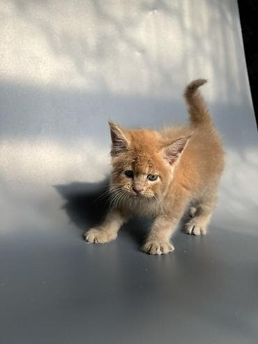 кошка британская: Предлагаются к продаже шикарные котята мейн-кун от породных — 4