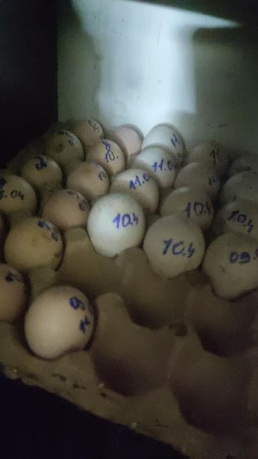 canada goose: Продаю | Куры | Бойцовая | Для разведения — 4