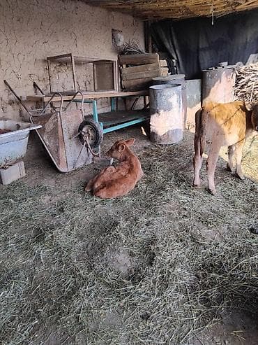 бенгальская кошка домашняя: Продаю | Корова (самка) | Для молока — 8