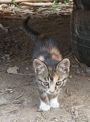Животные: Котята - Возраст: 2 месяца (родились 15 апреля). - Окрас: - — 6