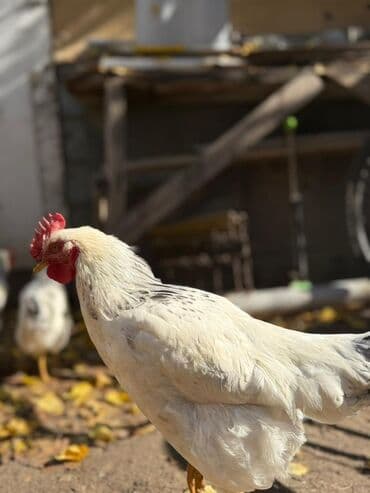 Продаю | Петух | Для разведения