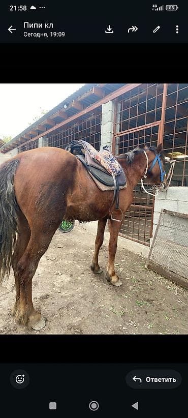 жеребец дончак: Продаю | Конь (самец), Жеребец | Полукровка | Конный спорт, Для разведения, Рабочий — 4