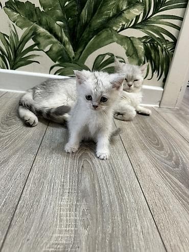 кошка шиншилла: Шотландские котята серебристого окраса (шиншилла/серебро) Котятам 2,5 — 7