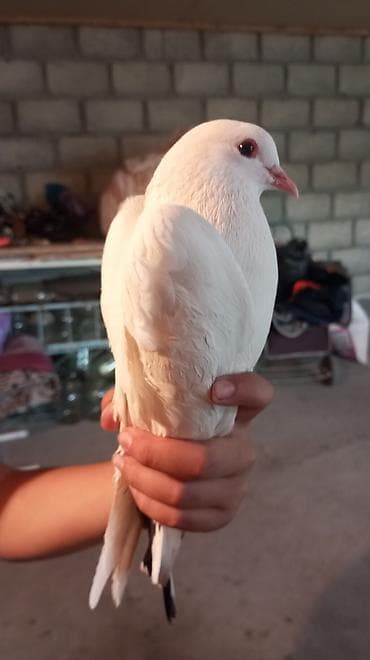 фазан сколько стоит: Голубь декоративный, окрас белый с контрастными тёмными маховыми — 6