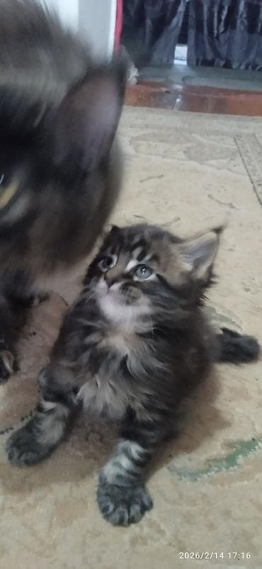 Зоотовары: Мейн-кун, 1 месяц, Мальчик, Приучена к лотку — 4