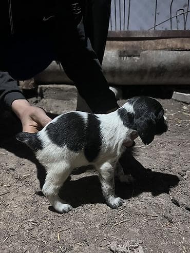 бенгальская кошка домашняя: Щенок с черно-белым окрасом, коротким хвостиком и плотным костяком — 2