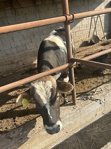 кен булун: Сатам | Бука (эркек) | Бордоп семиртүү үчүн | Байланган — 2