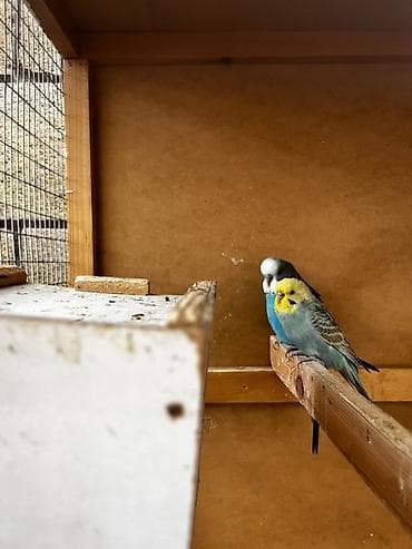 волнистые попугай: Волнистые попугаи (budgerigar) различных окрасов. Описание: - — 6
