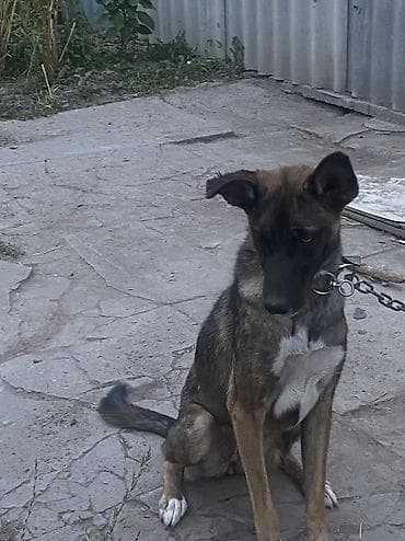 cane corso: Собака даром: Бельгийская овчарка, 10 месяцев, Самка — 3