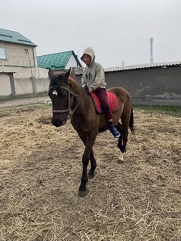 детские лошади: Продаю | Жеребец — 2