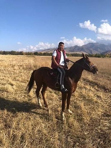 Конные прогулки Ernazar Horse — живописные маршруты по полям и