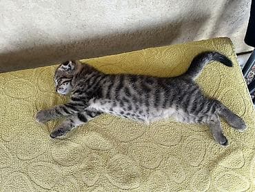 Шотландский вислоухий котёнок (фолд по ушкам визуально — вислоухий) — 5