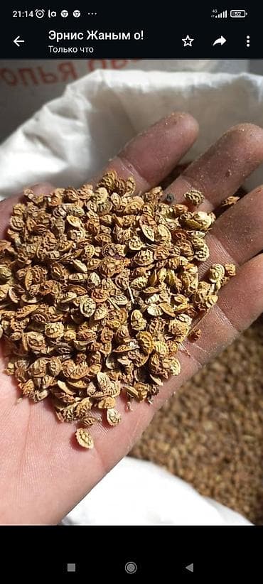 Дрова: Эспарцет уруктарды сатабыз — 3