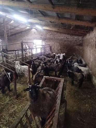 токмок собаки: Сатам | Козу | Көбөйтүү үчүн | Ургаачы — 1