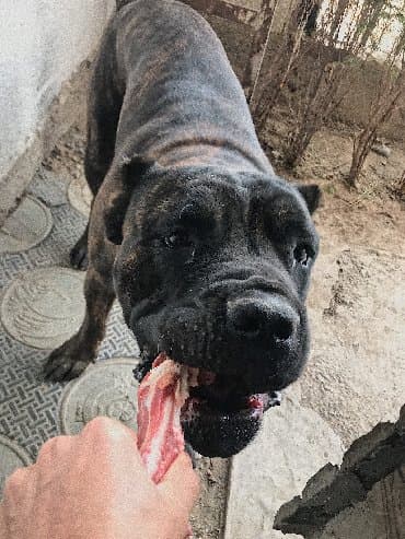 собака домашняя: Вязка: Кане-корсо, Самец, Более 5 лет, С родословной — 9