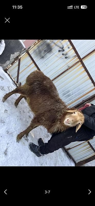 Үй жаныбарлары үчүн товарлар: Сатам | Кочкор (эркек) | Гиссар | Союуга, Көбөйтүү үчүн, Жүн үчүн — 3