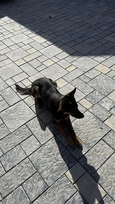 щенки овчарки купить: Овчарка отдам даром, самка самовывоз — 1