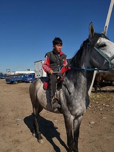 тай полукровка: Продаю | Жеребенок | Конный спорт | Осеменитель — 4