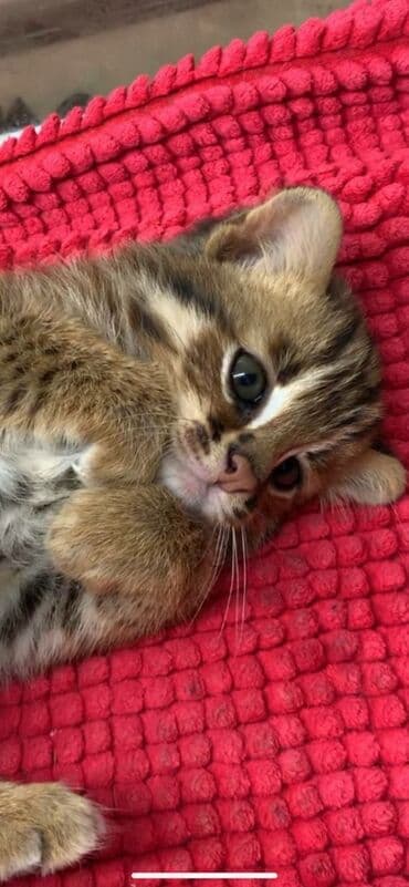 леопардовая кошка цена: Экзотикалык, 1 жаш, Эркек, Документтери менен, Эмделген, Курттардан тазаланган — 3