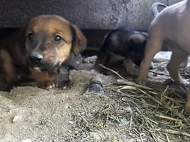 Щенки смешанных пород папа алабаи мама смешанная с дворнягой мать не