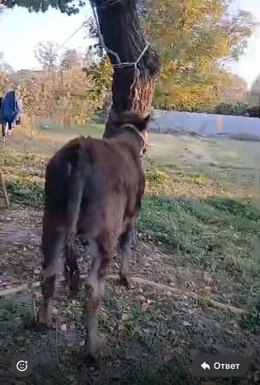 собаку в добрые руки: Продаю | Бык (самец) | Алатауская | На откорм | Привязанные — 13