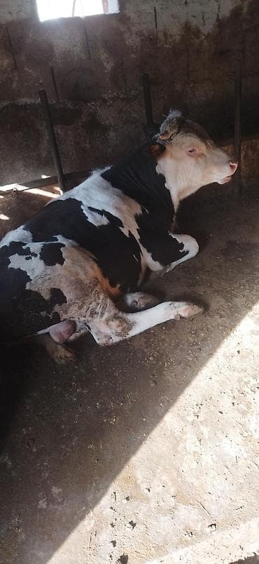 Башка жаныбарлар: Сатам | Бука (эркек) | Голштин | Бордоп семиртүү үчүн | Асыл тукумдуу — 7