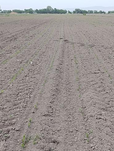 батанический сад: 381 соток, Для сельского хозяйства — 1