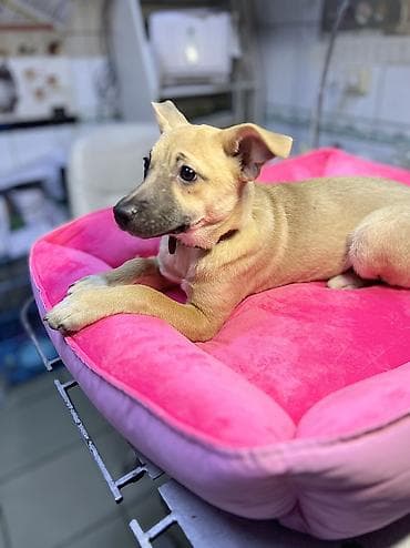 объявления о животных: Собака даром: Дворняжка, 4 месяца, Самка, С прививкой — 4