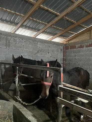 лошадь токмок: Продаю | Кобыла (самка), Жеребенок | Рабочий — 2