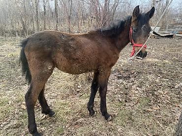 сетка курица: Продаю | Жеребенок | Рабочий — 1