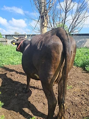 Үй жаныбарлары: Сатам | Уй (ургаачы) | Алатоолук | Сүт алуу үчүн | Байланган — 3