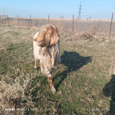 купить собаку шпица недорого: Продаю | Козёл (самец) | Полукровка | Для разведения | Осеменитель — 5