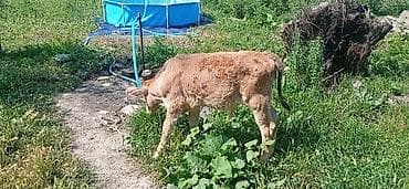 кошка породы мейн кун: Продаю | Бык (самец) | Швицкая | На откорм — 1