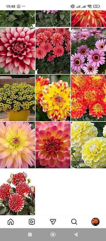 бу раковина с тумбой: Георгины — вегетативные низкорослые - Ассортимент: декоративные и — 2