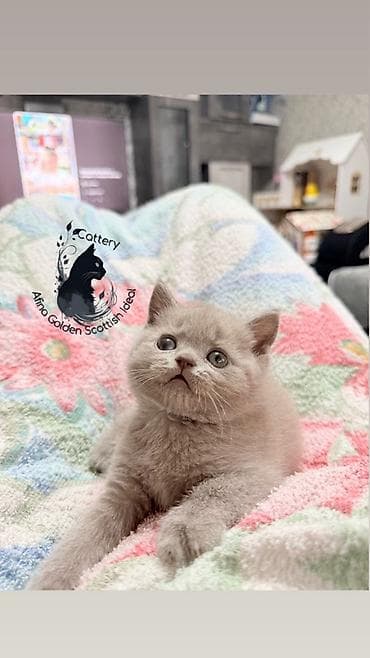 животные кошки: Британская короткошёрстная, 1 месяц, Девочка, Лиловый, Приучена к лотку, Проглистована, С прививками — 6