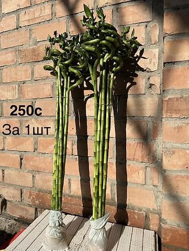 фиалки купить: Комнатные растения в горшках и срезы: 1) Спатифиллум крупный в белом — 4