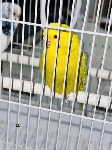 chi su: Волнистые попугаи с клеткой и аксессуарами - Пара волнистых попугаев — 4