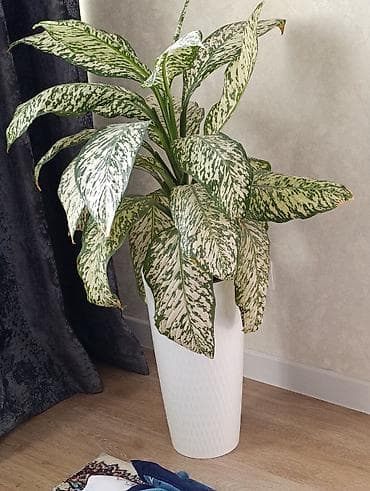 купить рога оленя: Аглаонема (пестролистная, variegata) в напольном кашпо. - Эффектные — 1