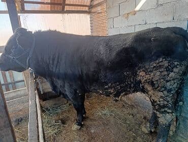 продажа кормов для сельскохозяйственных животных: Продаю | Бык (самец) | Для разведения | Племенные — 2