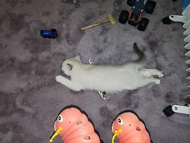 сиямские котята: Продаю Белую скотиш страйт, окрас белая шиншилла,только хвостик серый — 3