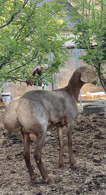 ящик сатылат: Сатам | Кочкор (эркек) | Арашан | Көбөйтүү үчүн | Асыл тукумдуу — 4