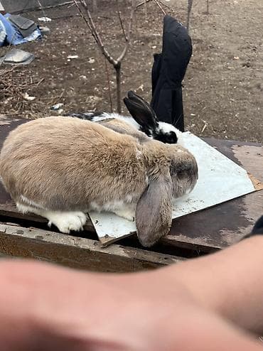 шотландская длинношерстная кошка: Французский
баран 10 месяцев вес шесть кг отвечает 24/7 — 4