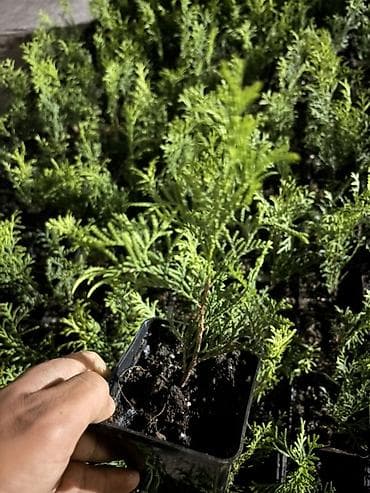 Саженцы туи (смарагд, западной) в пластиковых контейнерах. Описание — 2