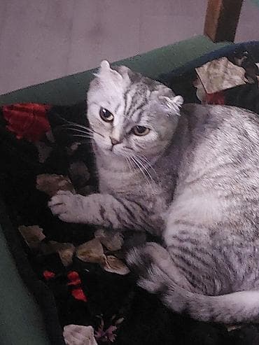 Продажа кошек: Шотландская вислоухая кошка (Scottish Fold) - Окрас: серебристый — 5