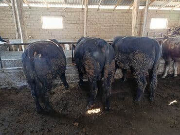 Уйлар, букалар: Сатам | Бука (эркек) | Бордоп семиртүү үчүн — 4