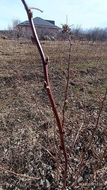 детская кроватка с люлькой и балдахинами: Саженцы малины (побеги с корнем) - Многоствольные кусты с мощными — 4