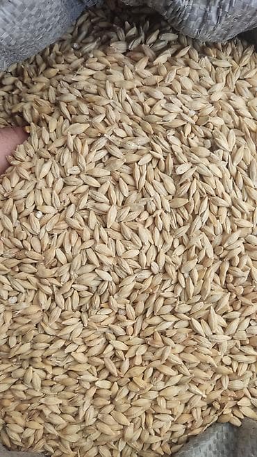 тай абакан: Продаю ячмень яровой ( сеять весной ) на посев сорт нутанс очищенный — 1