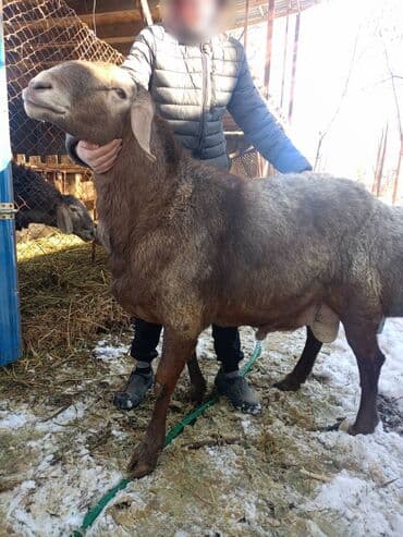 малёк рыбы: Продаю | Баран (самец) | Для разведения | Племенные — 3