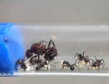 Муравьи вида Myrmicaria brunea, экзотические вид муравьев состав 1/20+