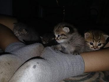 Животные: Котята, короткошёрстные домашние, полосатые табби с белыми отметинами — 3